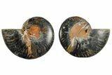 Cut/Polished Ammonite Fossil - Unusual Black Color #165480-1